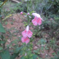 Salvia coccinea Buc'hoz ex Etl.